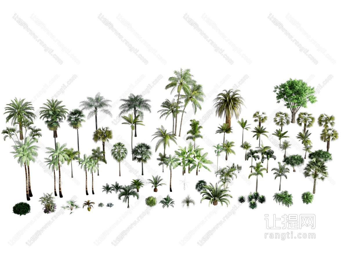 现代热带植物树木