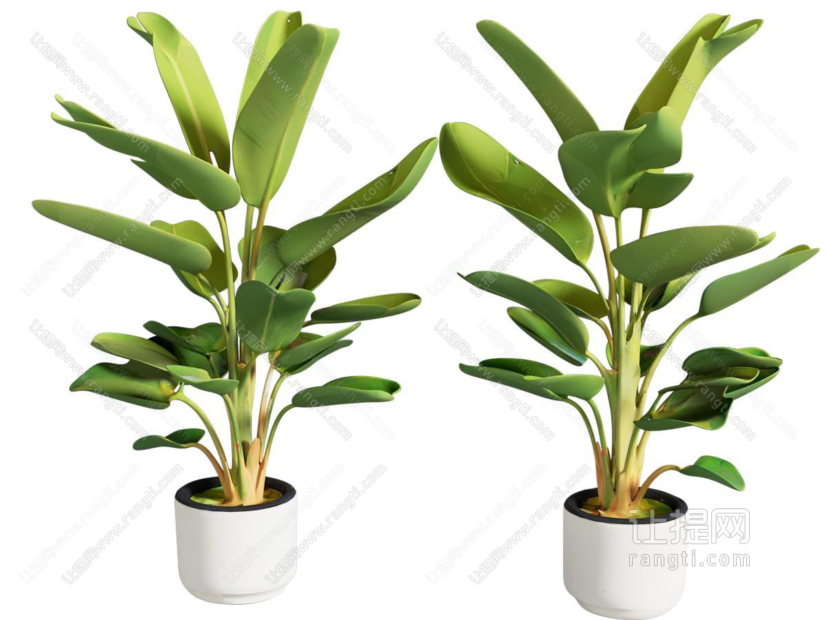 盆栽 现代绿植盆栽