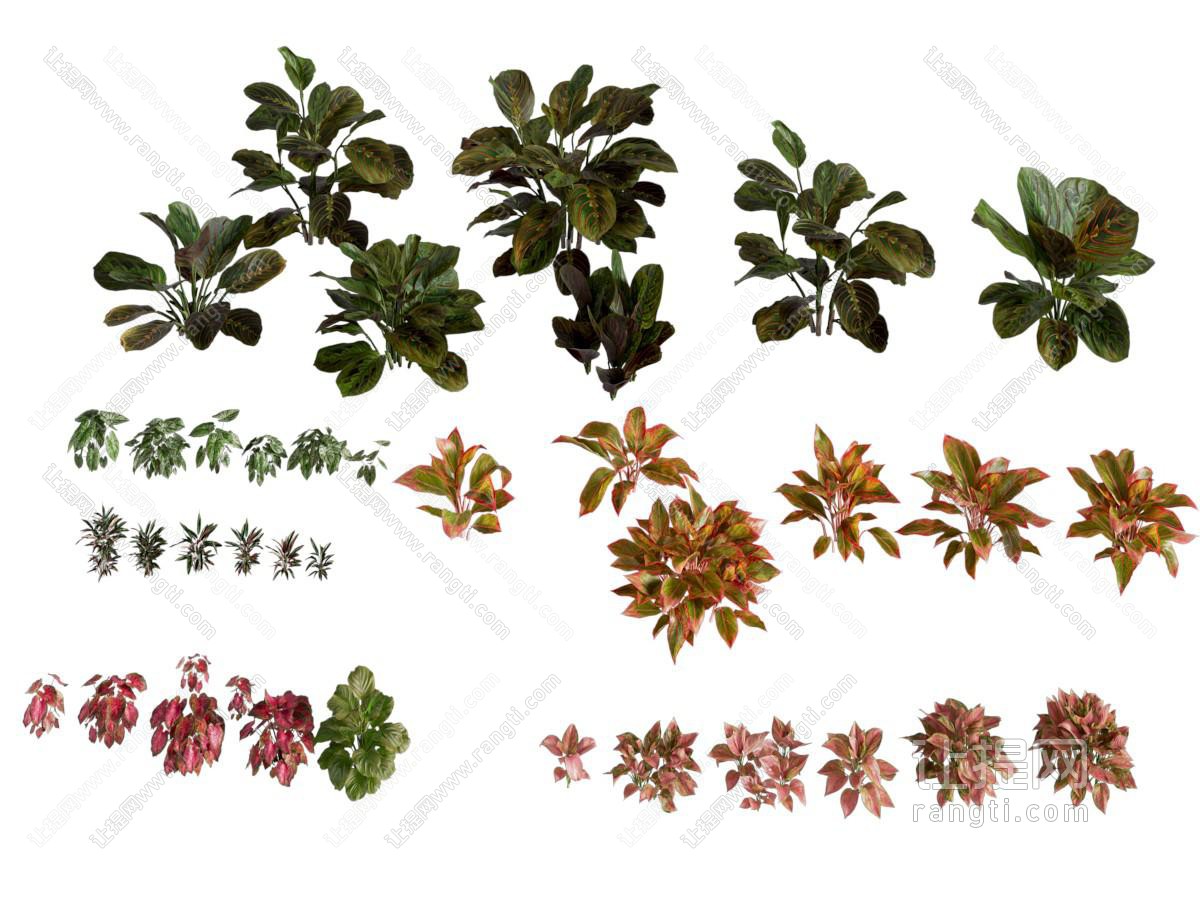 现代植物乔灌木组合