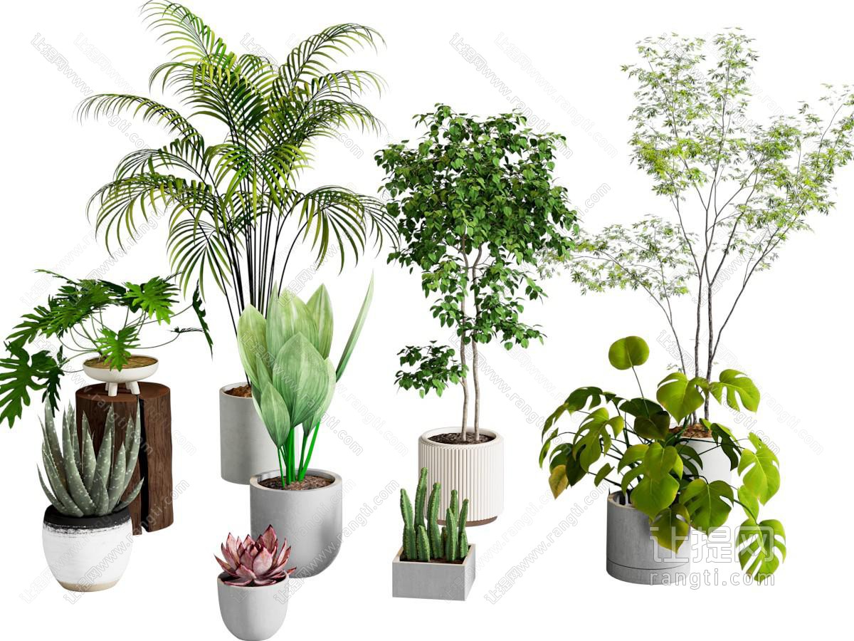 绿植盆栽