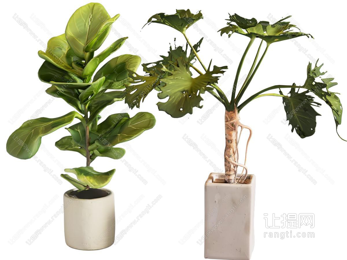 盆栽 现代绿植盆栽