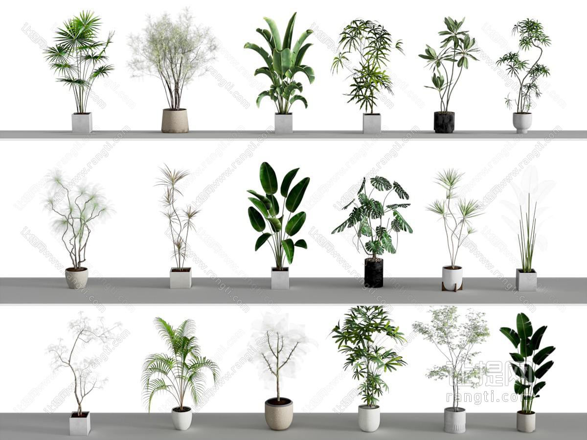 盆栽 植物组合 植物盆栽盆景