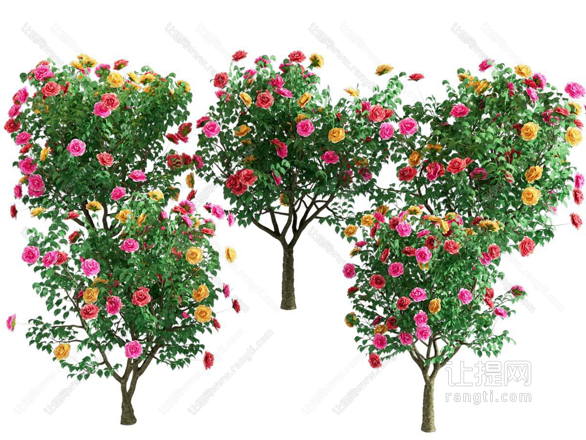 现代月季花 月季 高杆月季 庭院灌木 景观灌木