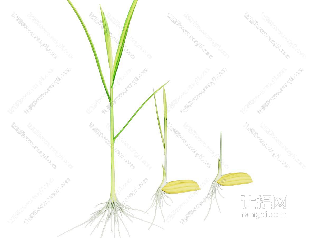 现代水稻种子 胚芽植物 农作物