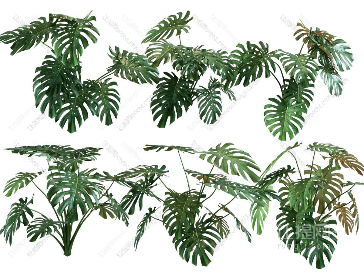 龟背竹绿植盆栽