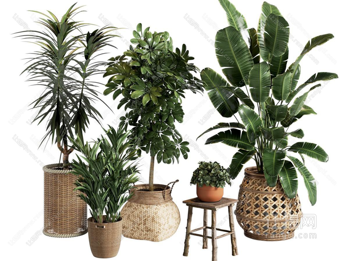 盆栽 盆栽植物 编织篮 绿植