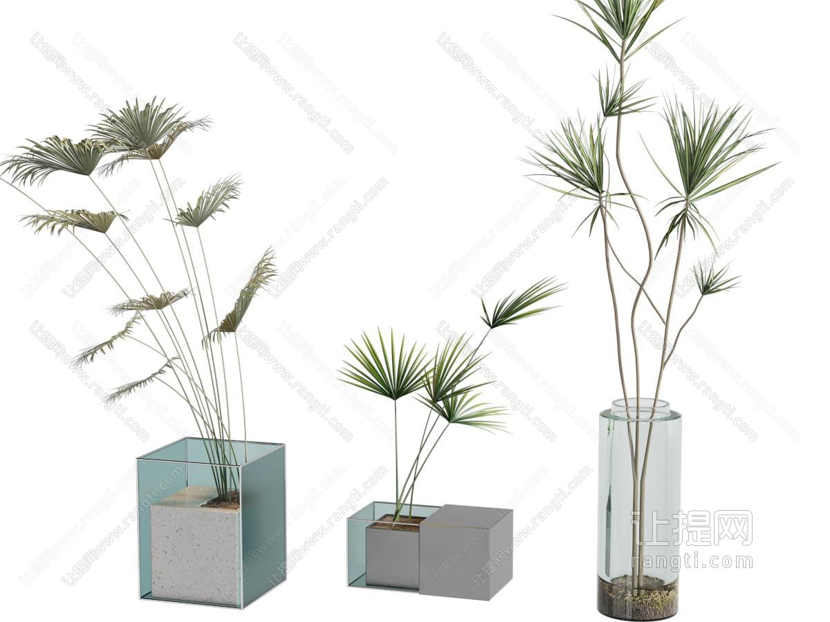 盆栽 植物盆栽 盆景