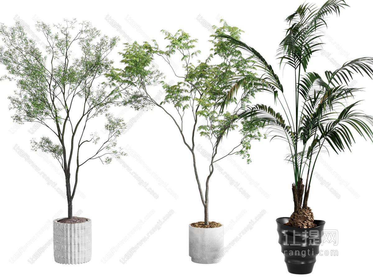 蕨类盆栽 盆景 散尾葵