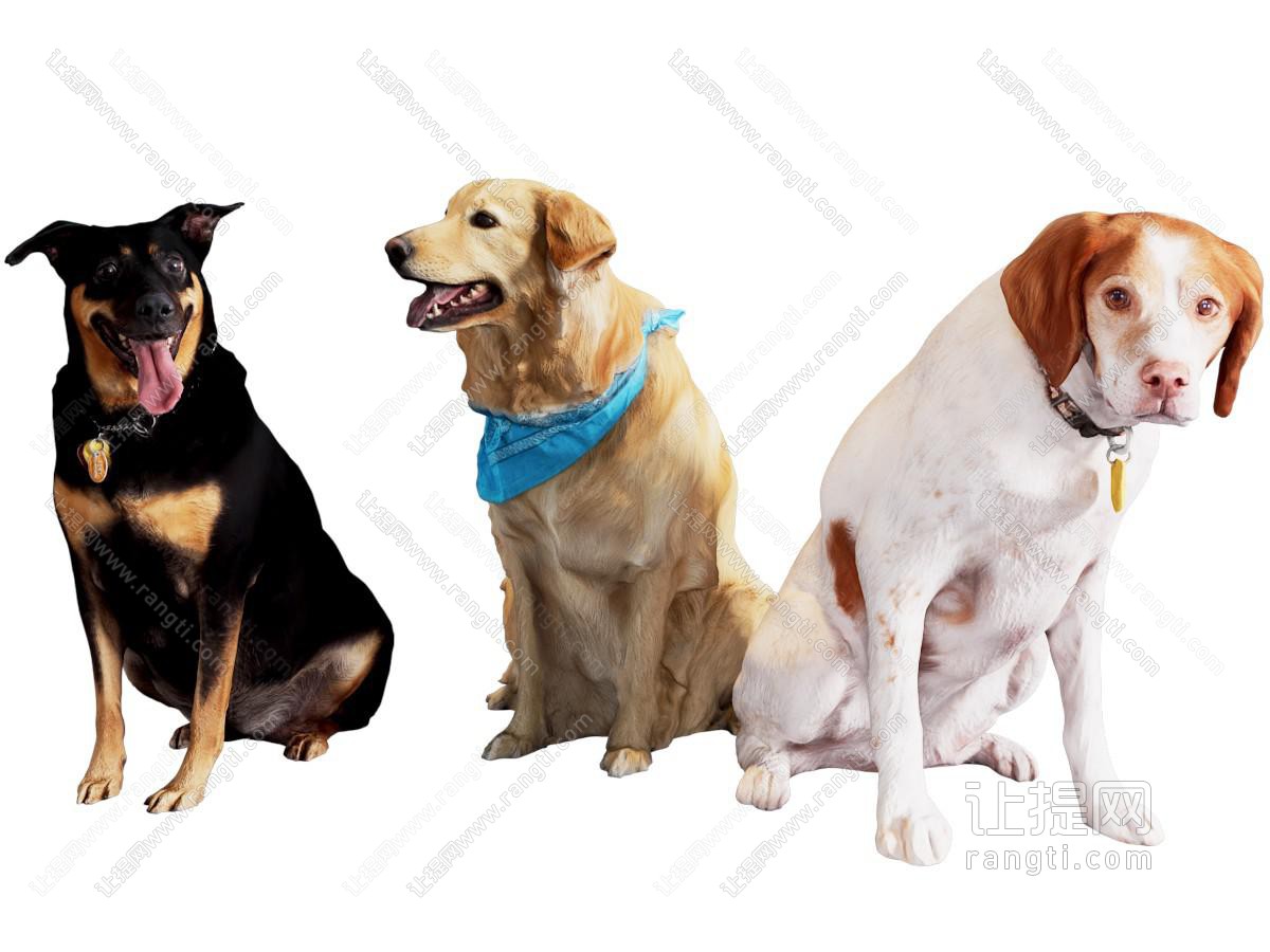 宠物狗 金毛 狼犬