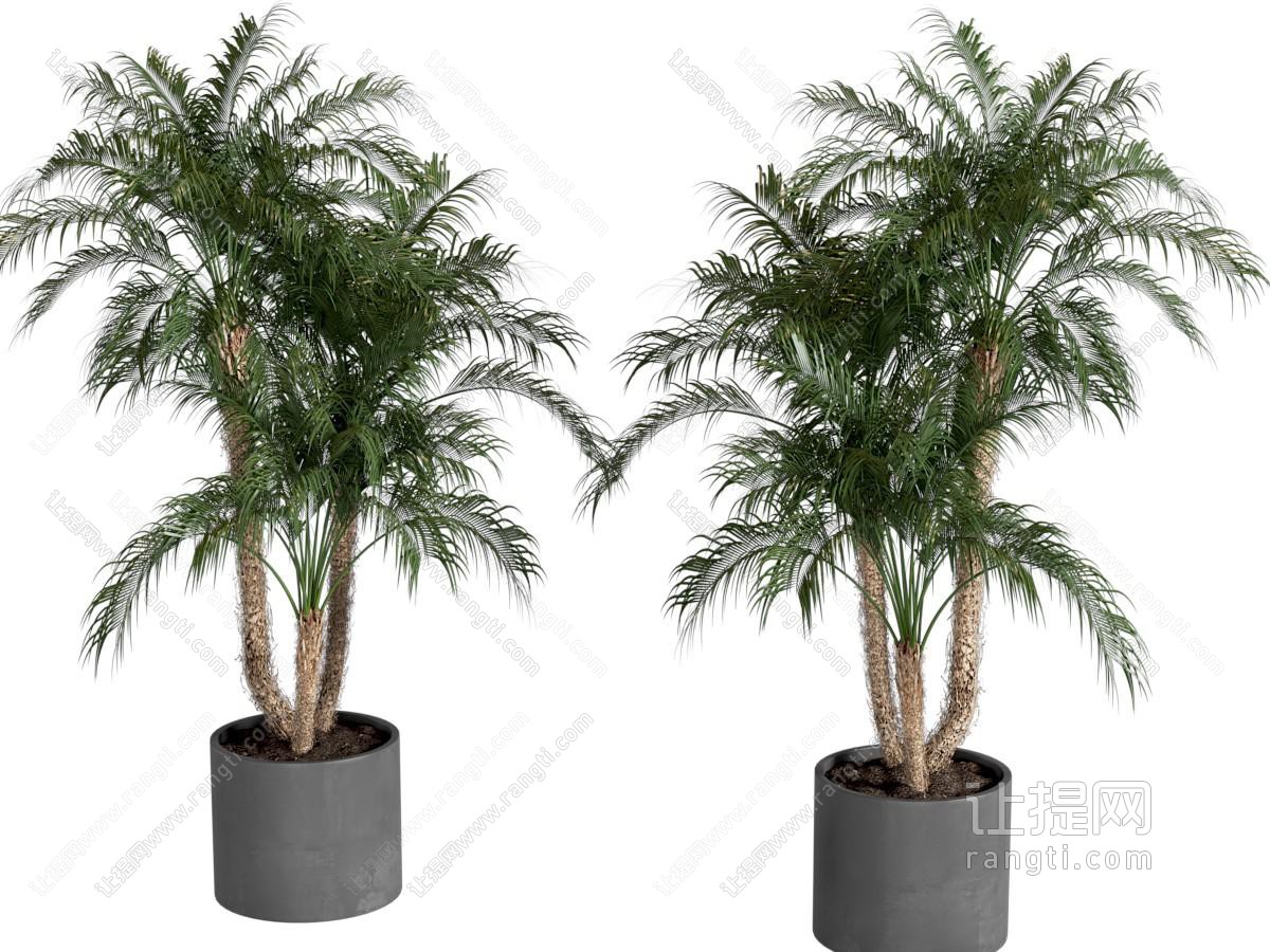 现代盆栽 绿植盆栽