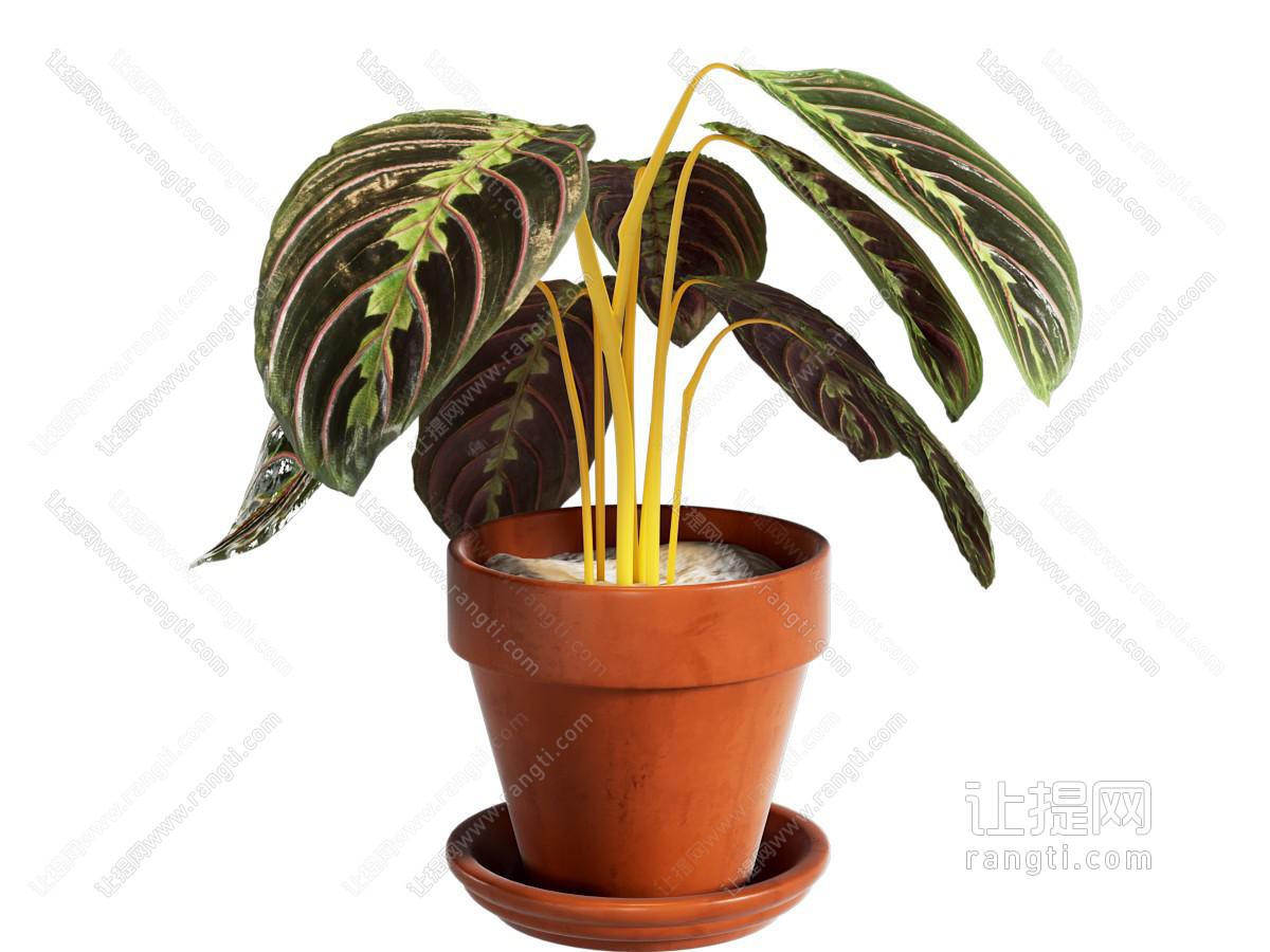 现代盆栽
