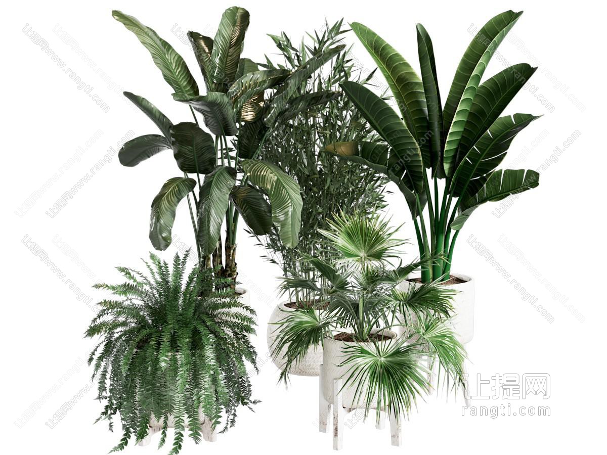 现代绿植盆栽