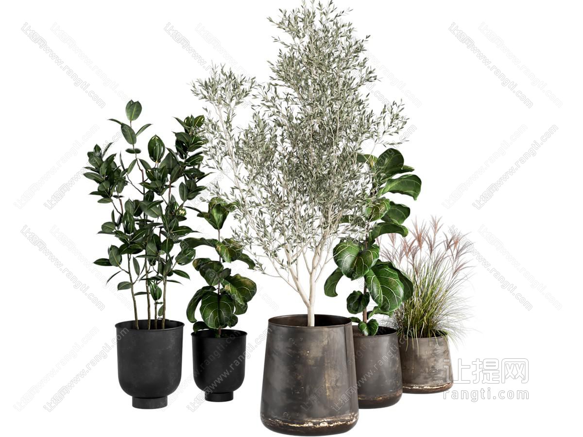 现代植物盆栽