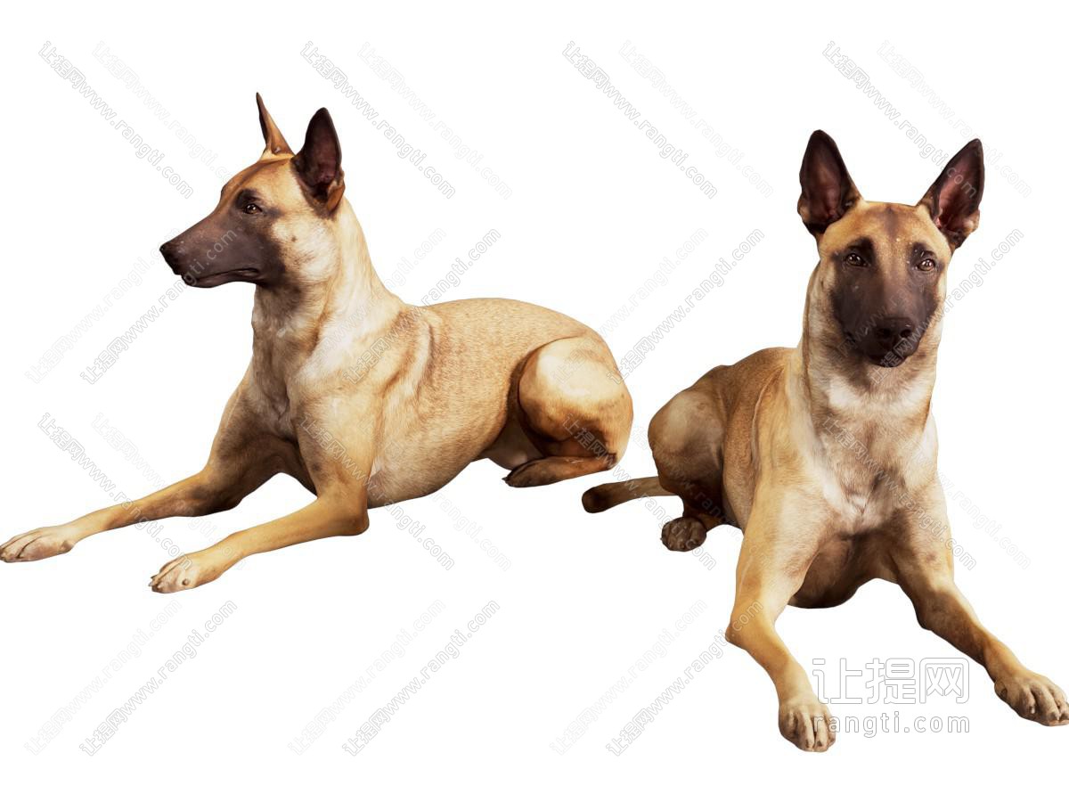现代比利时牧羊犬