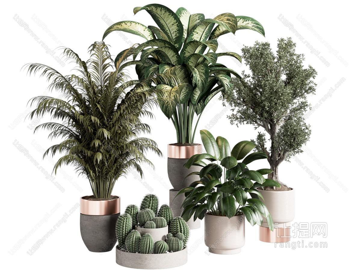 植物盆栽 盆景