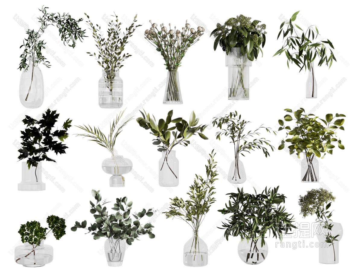 水生植物水培绿植