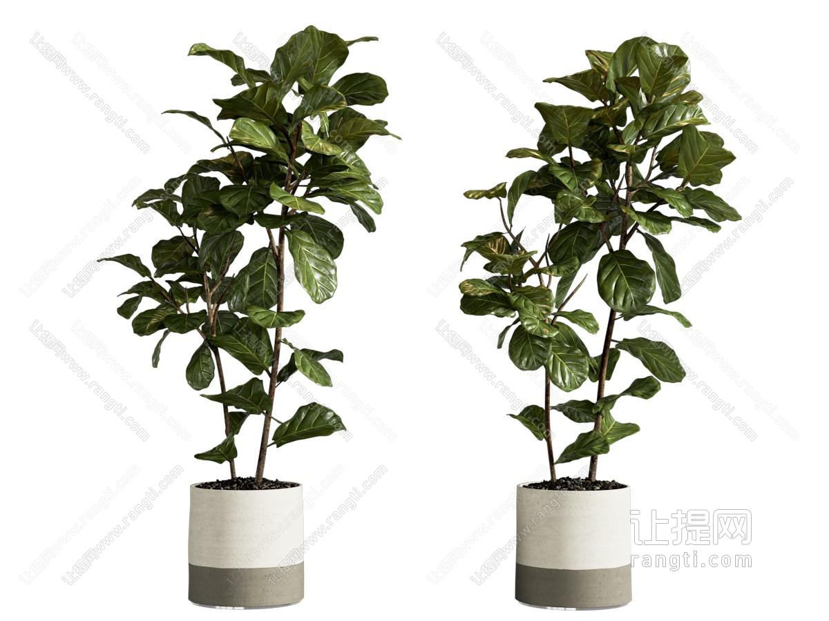 现代植物盆栽