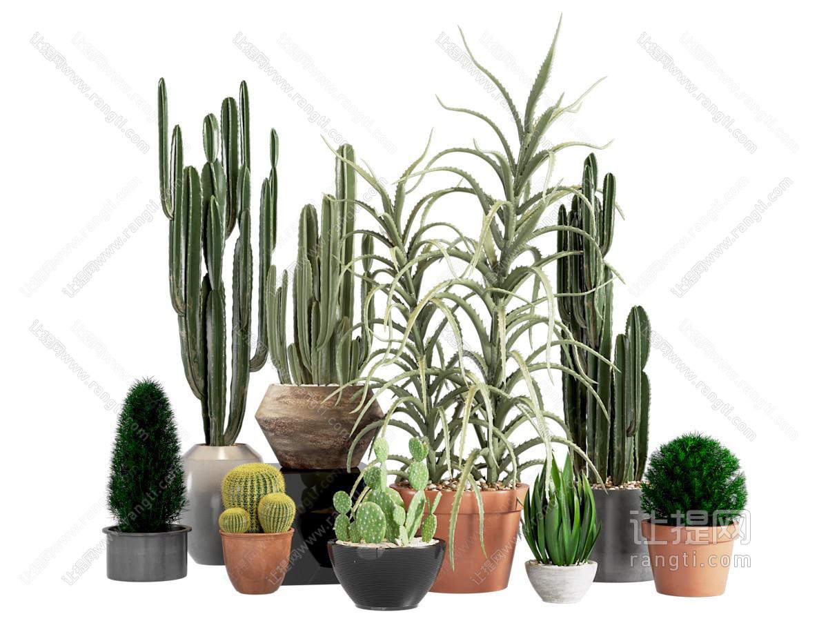 植物仙人掌组合