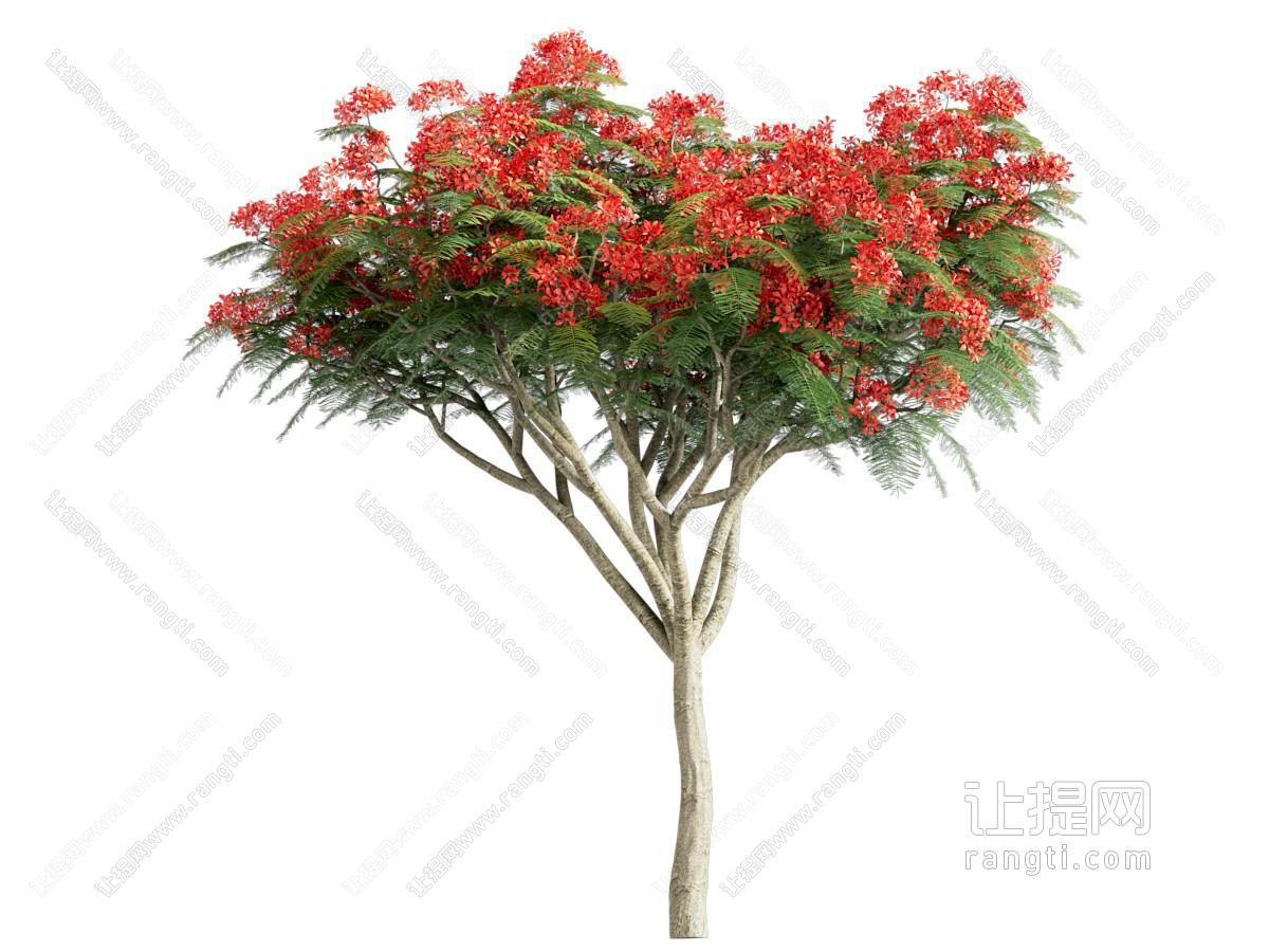 现代凤凰木景观植物