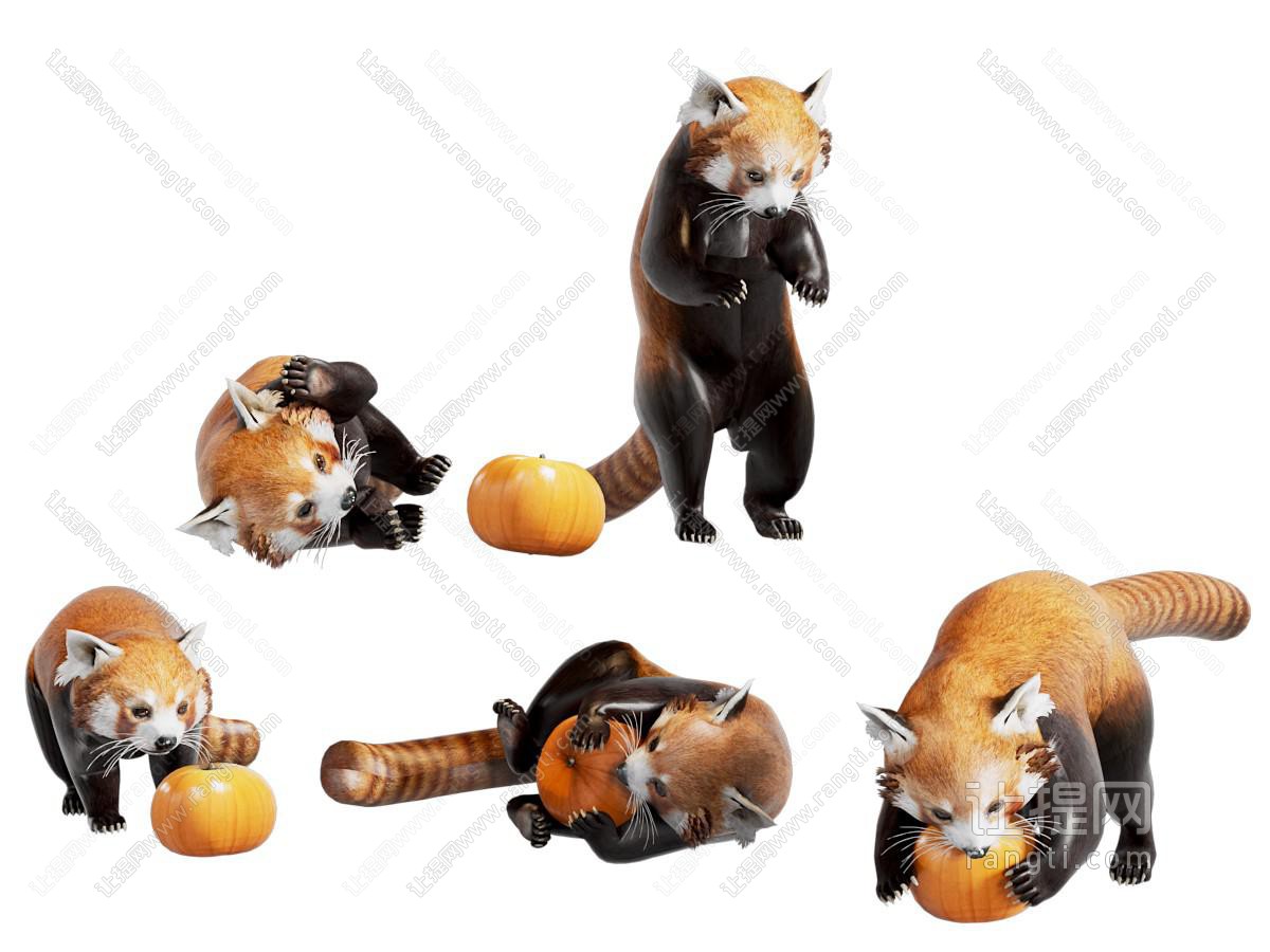 现代小熊猫 爬行动物