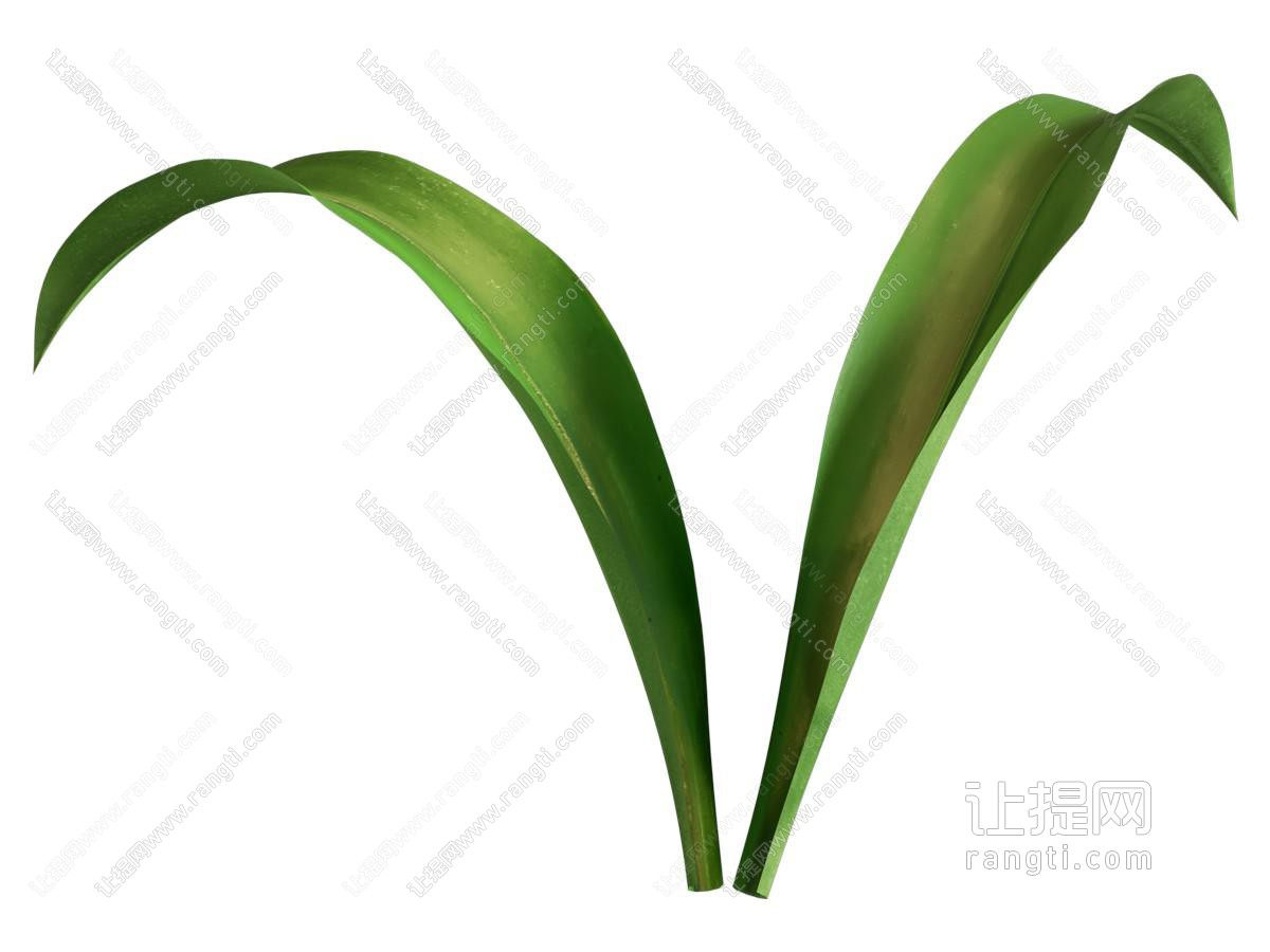 蔬菜树叶菜叶食物