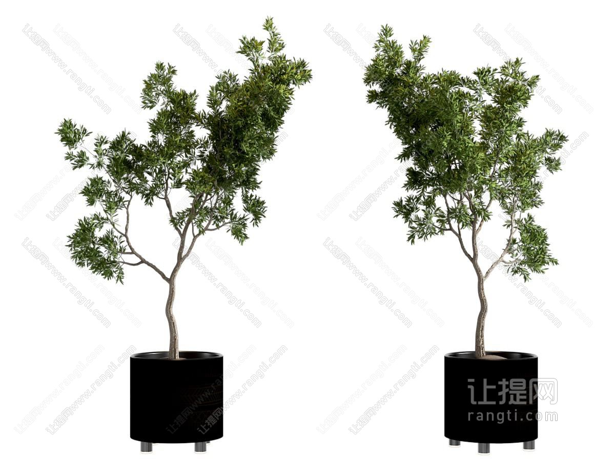 现代盆栽绿植盆景