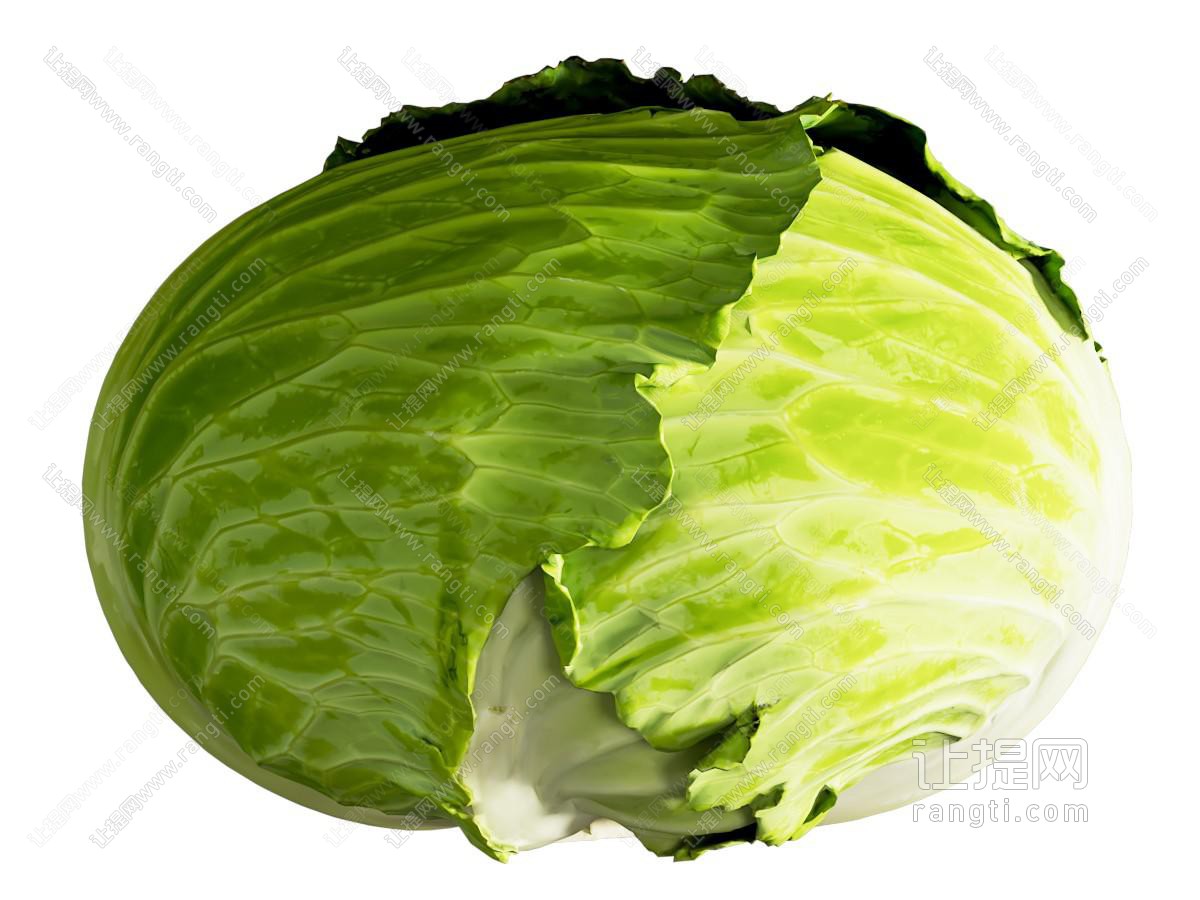 现代卷心菜