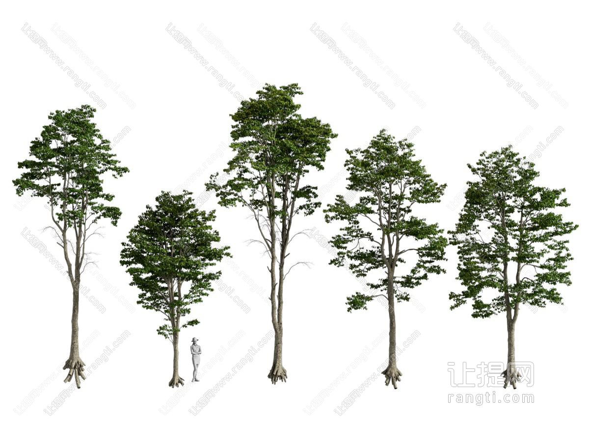 椴树欧洲乔木行道树绿植