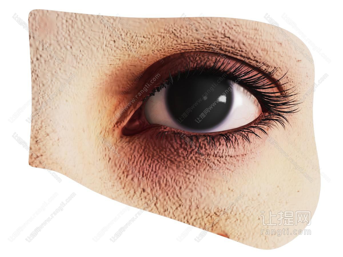 现代人类眼睛结构