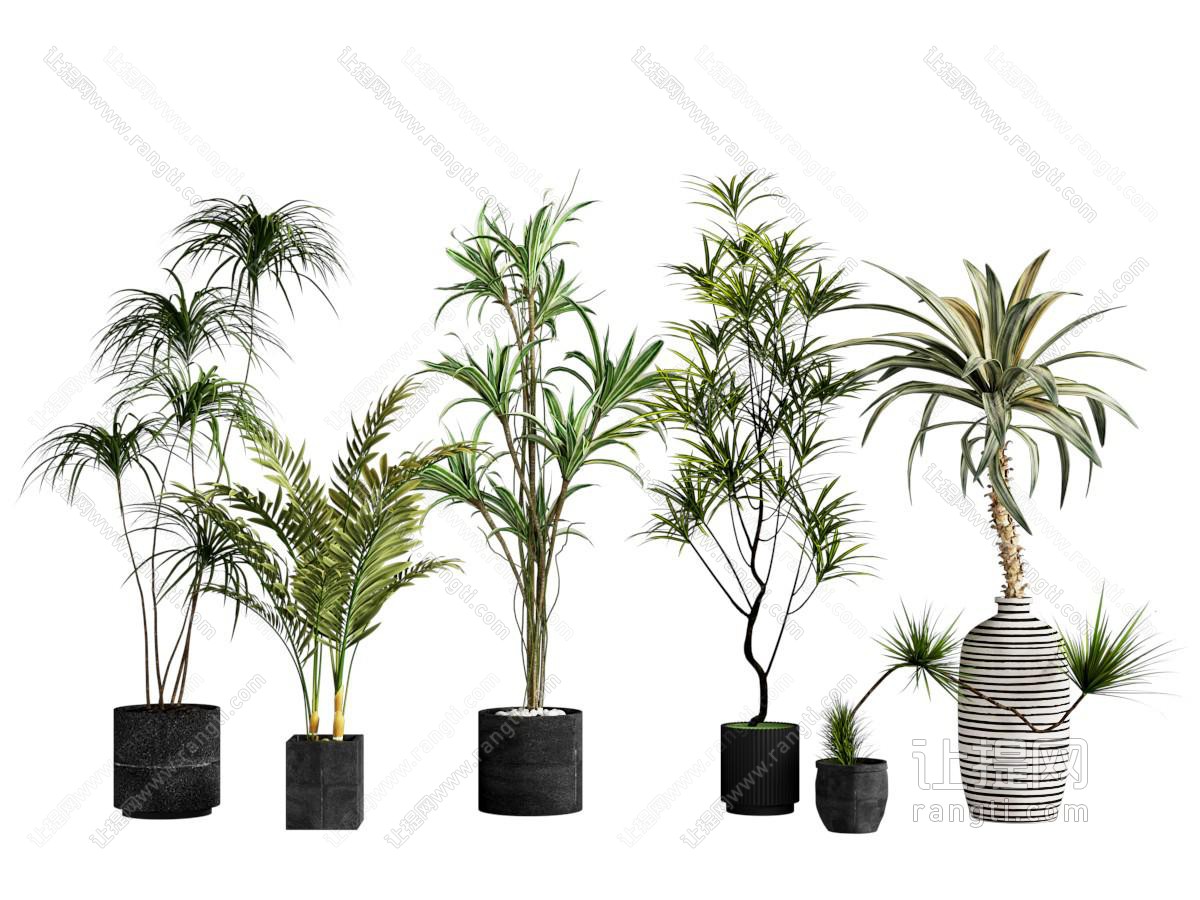 现代绿植盆栽 植物