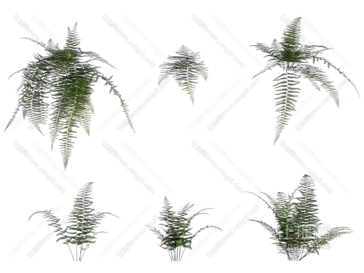 粗毛鳞盖蕨 绿植 花草