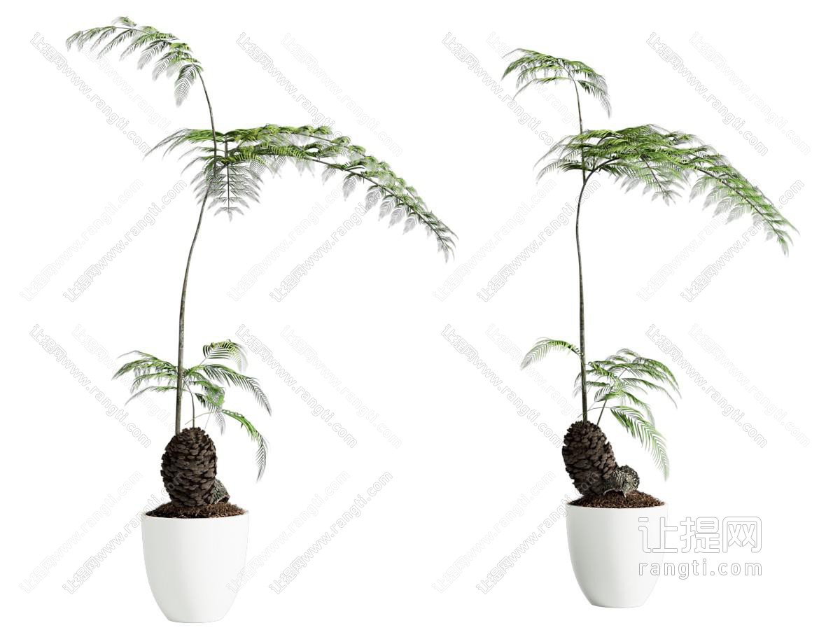 盆栽 蕨类 绿植摆件