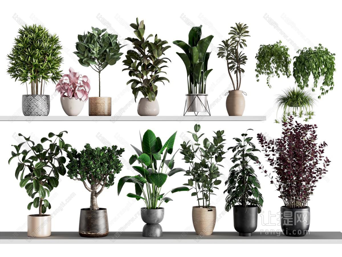现代绿植盆栽组合 花盆 发财树 橡胶树 花卉 黑金刚 盆