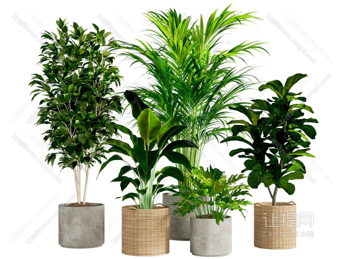 绿植盆栽