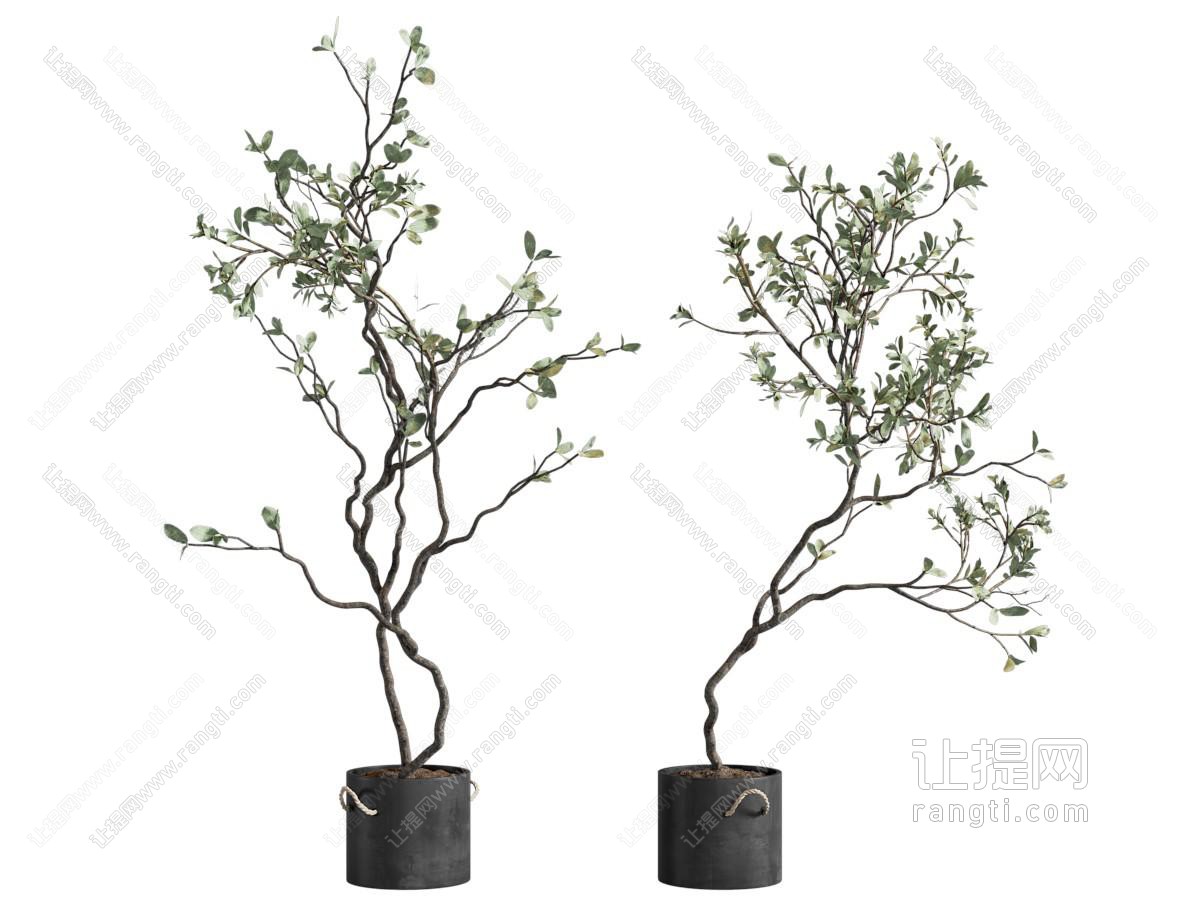侘寂植物盆栽 绿植盆栽