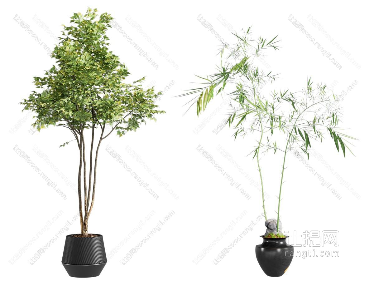 绿植 盆栽 植物