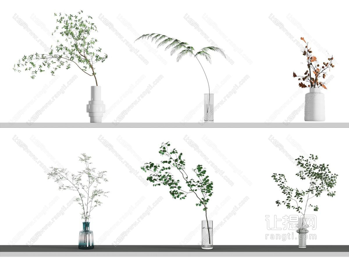水生植物 水培绿植