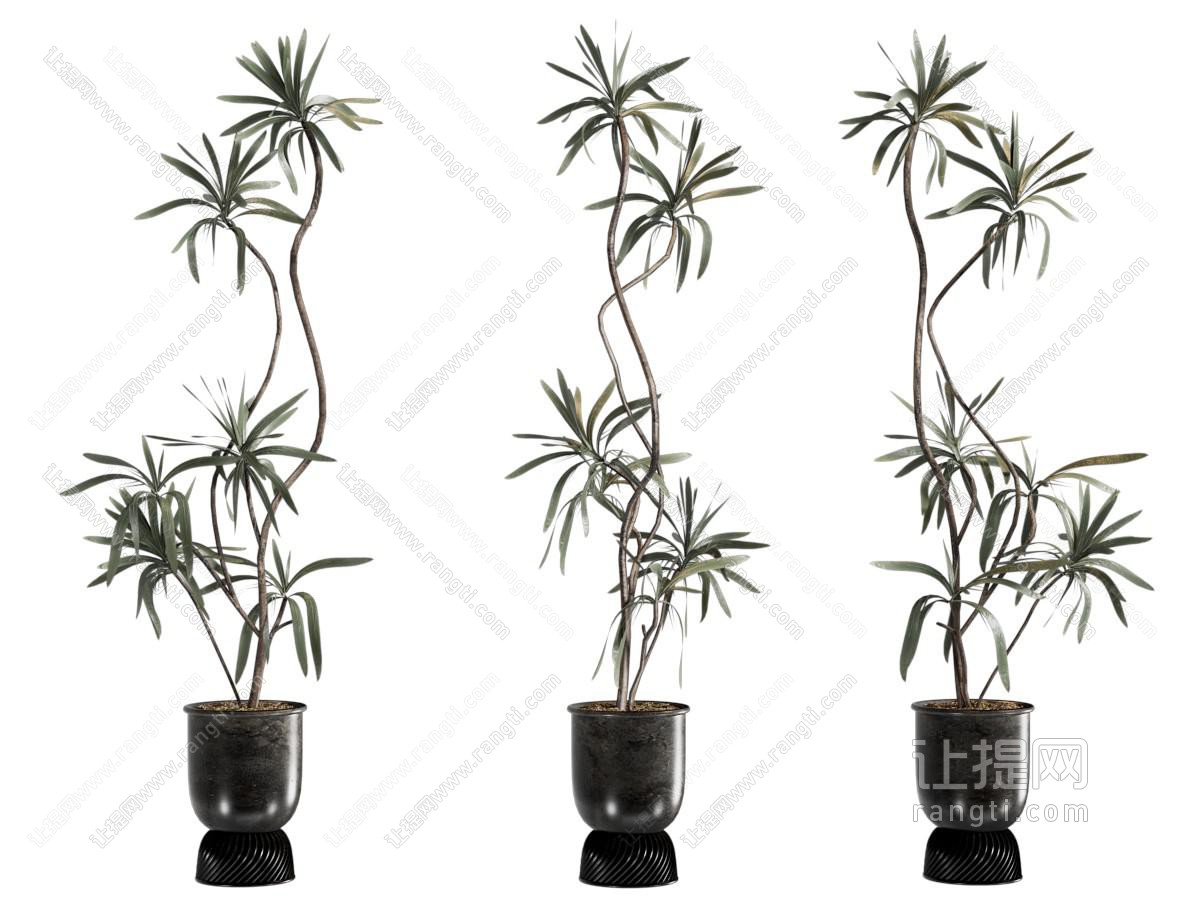 盆栽 植物摆件 绿植摆件 室内植物