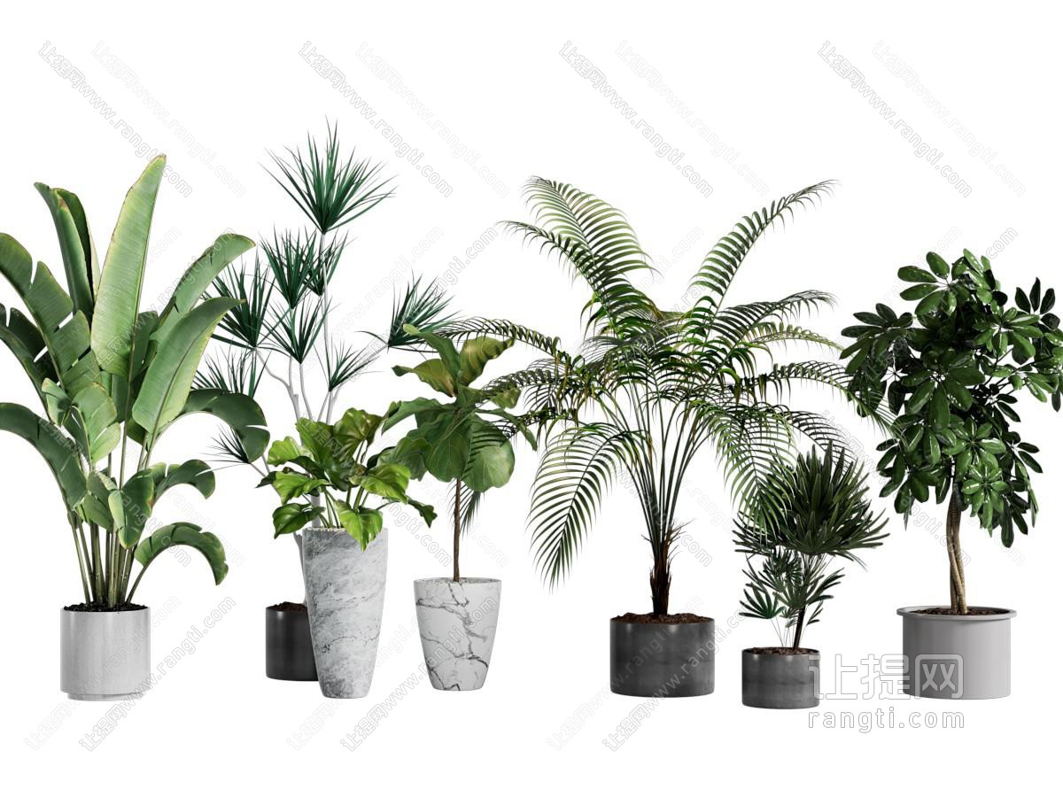 现代绿植盆栽