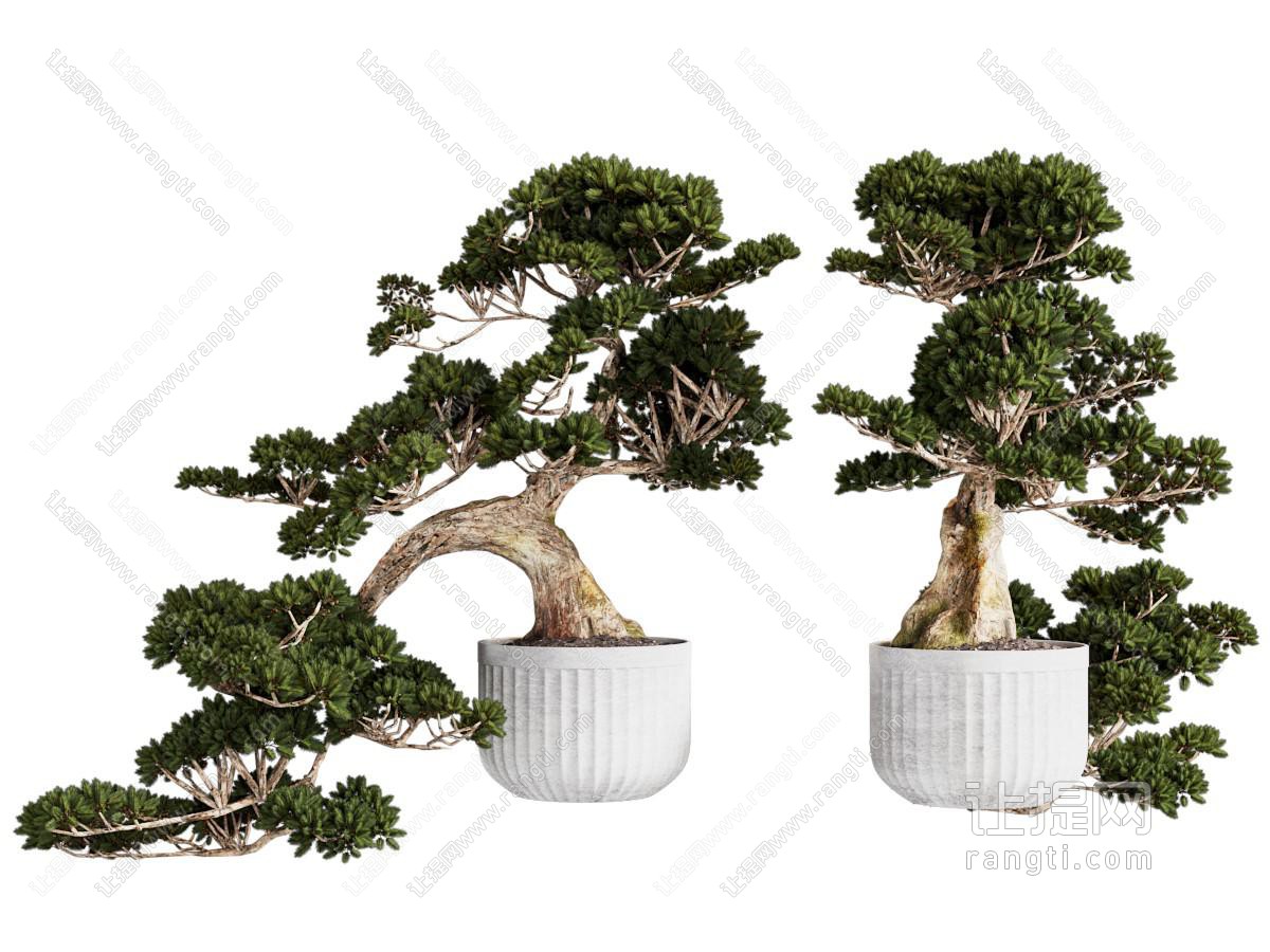 新中式松树盆栽 盆景