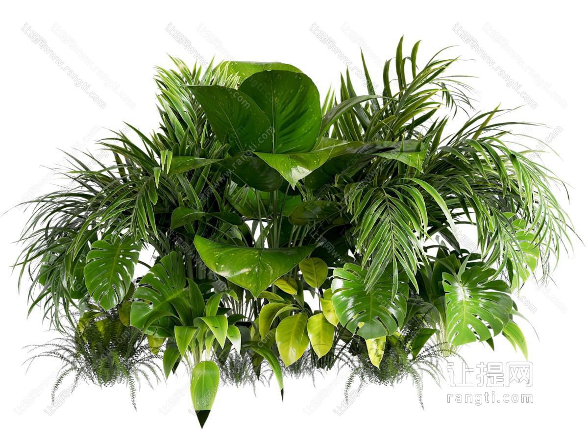 灌木 灌木 花草 草丛 绿化带 低矮植物 热带植物