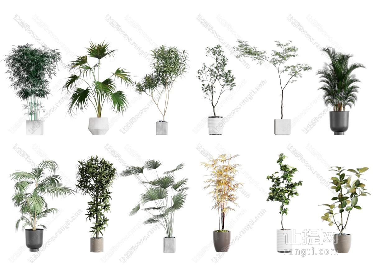 盆栽 盆栽 植物 绿植 天堂鸟 罗汉松