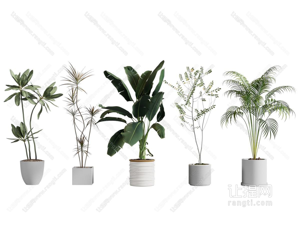 绿植盆栽