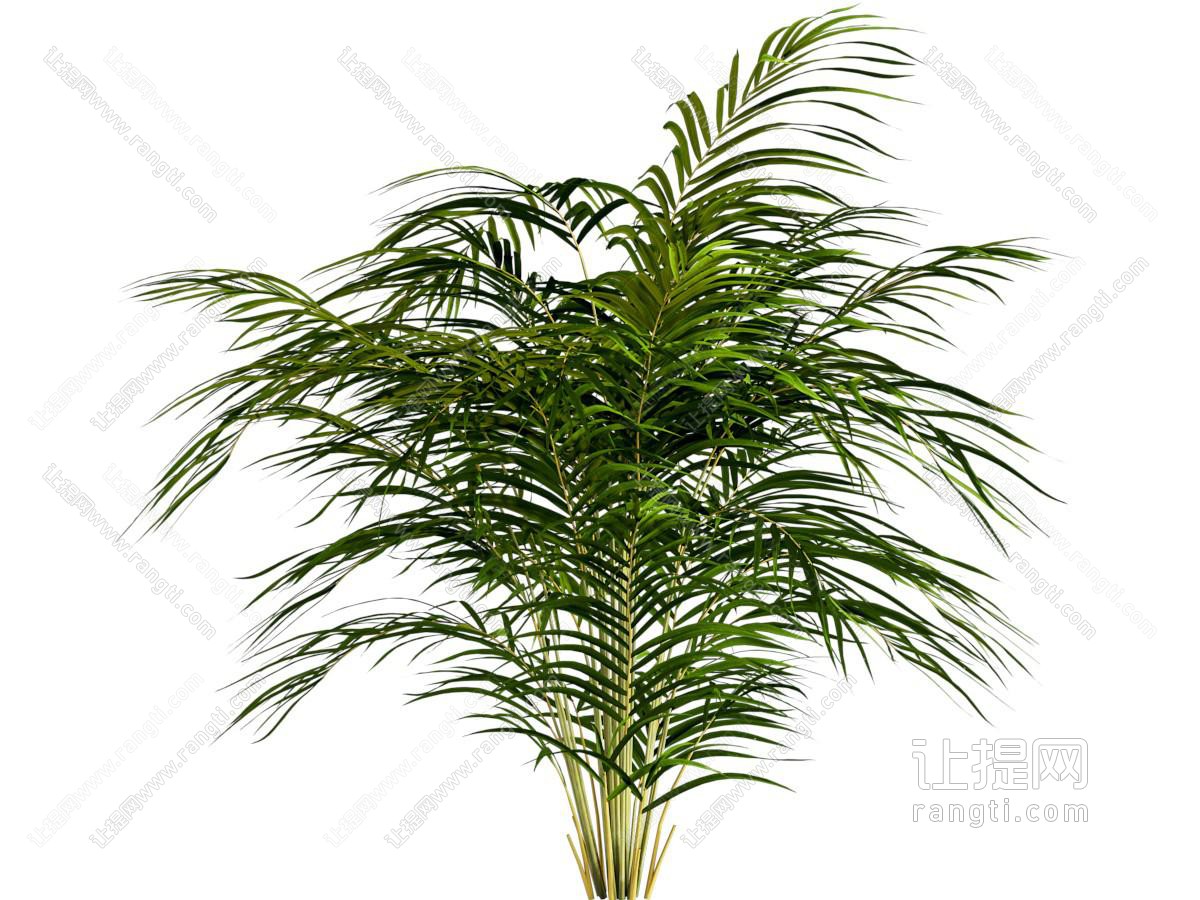 散尾葵 绿植 盆栽 花卉