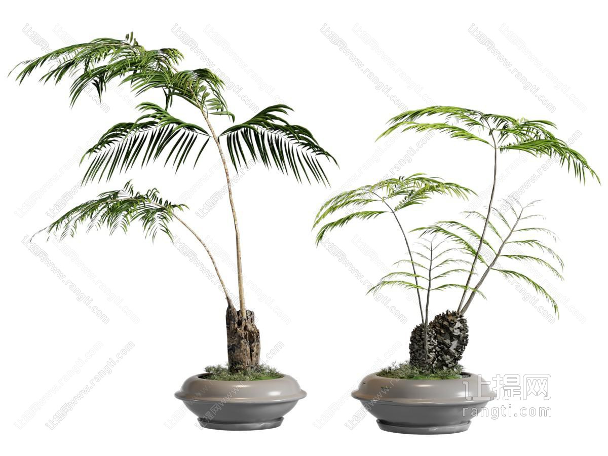 蕨类盆栽