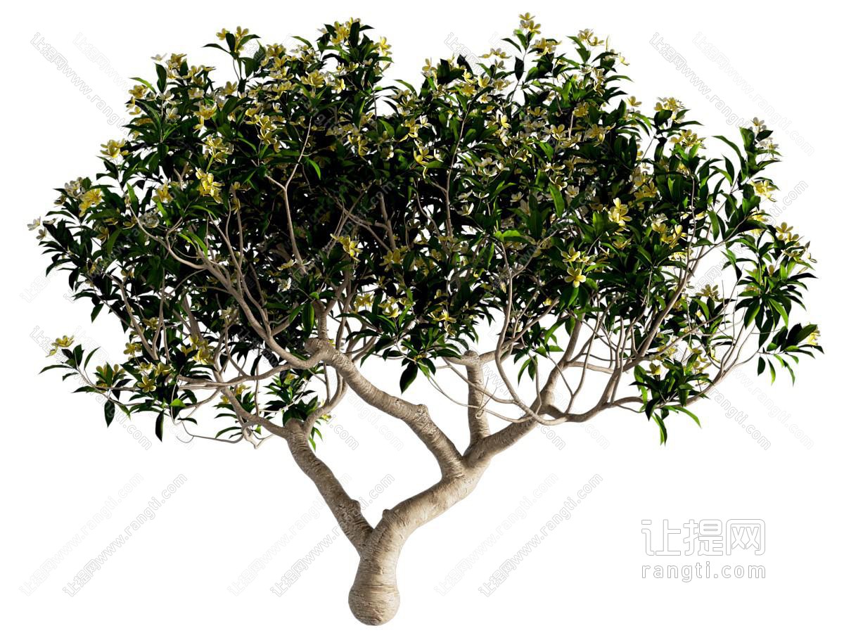 现代桂花树 灌木植物