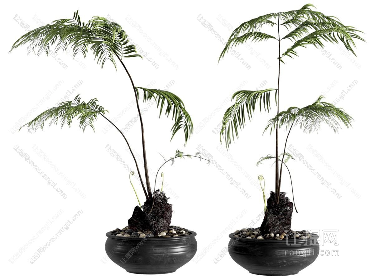 盆栽