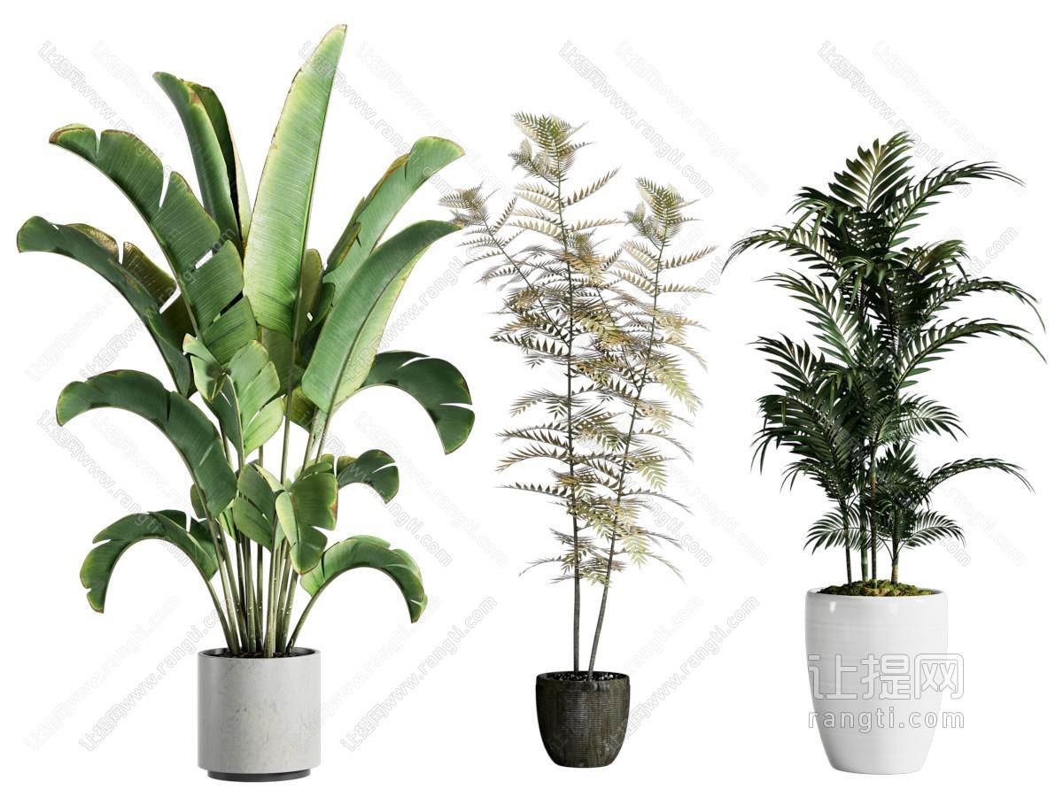天堂鸟盆栽植物