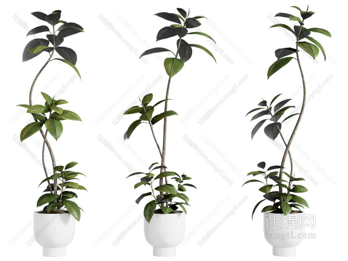 现代花盆盆景盆栽植物
