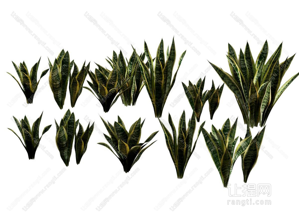现代乔木灌木 虎尾兰金边虎尾兰 千岁兰虎尾掌锦兰